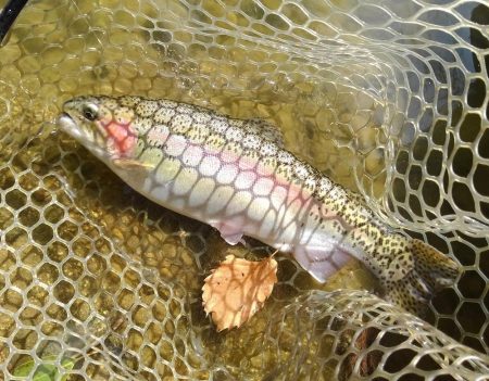 大安トラウトレイク 釣果